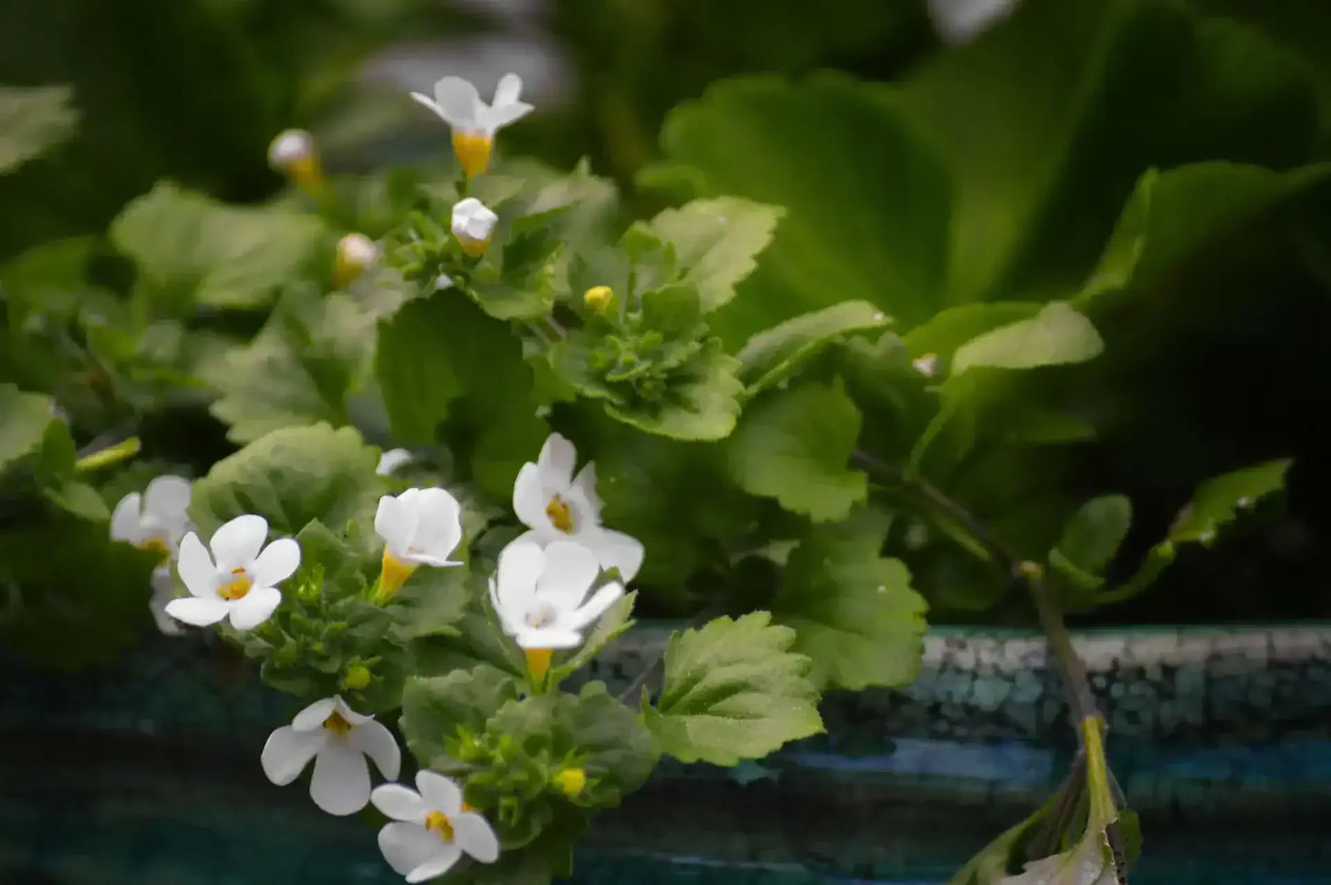 Bacopa monnieri - brahmi - rastlina