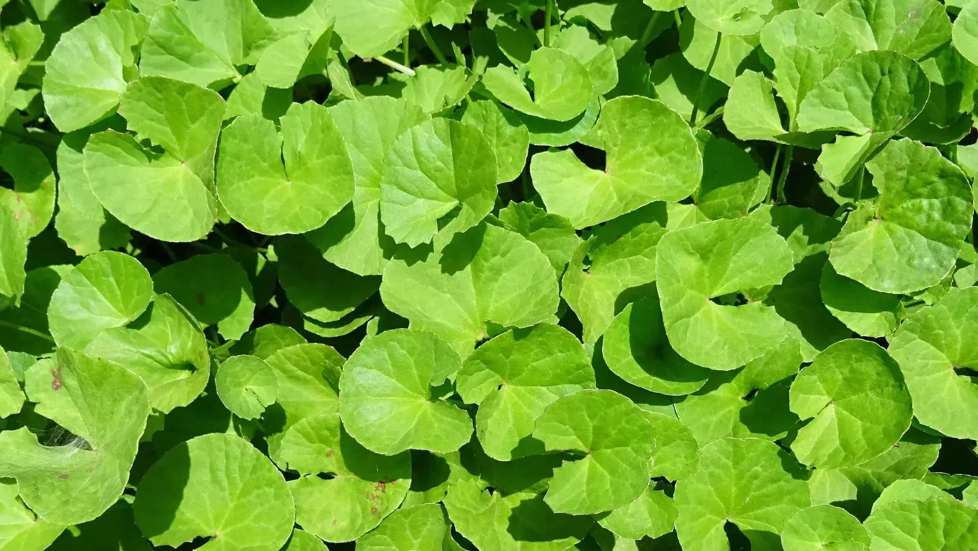 Listy brahmi