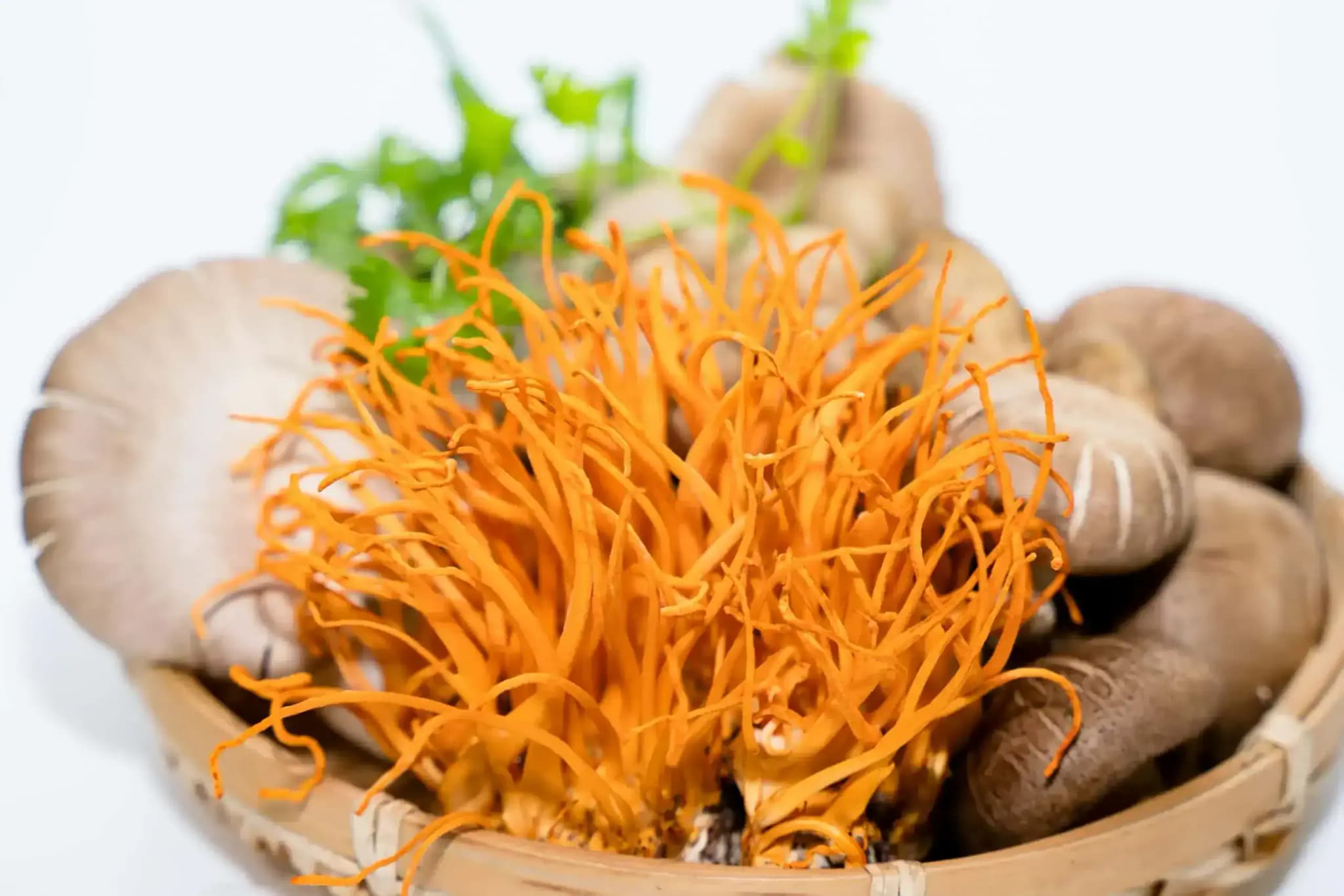 Čerstvá huba cordyceps