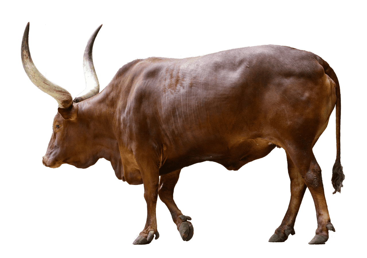 býčí trh a medvedí trh–strategie pro bull market