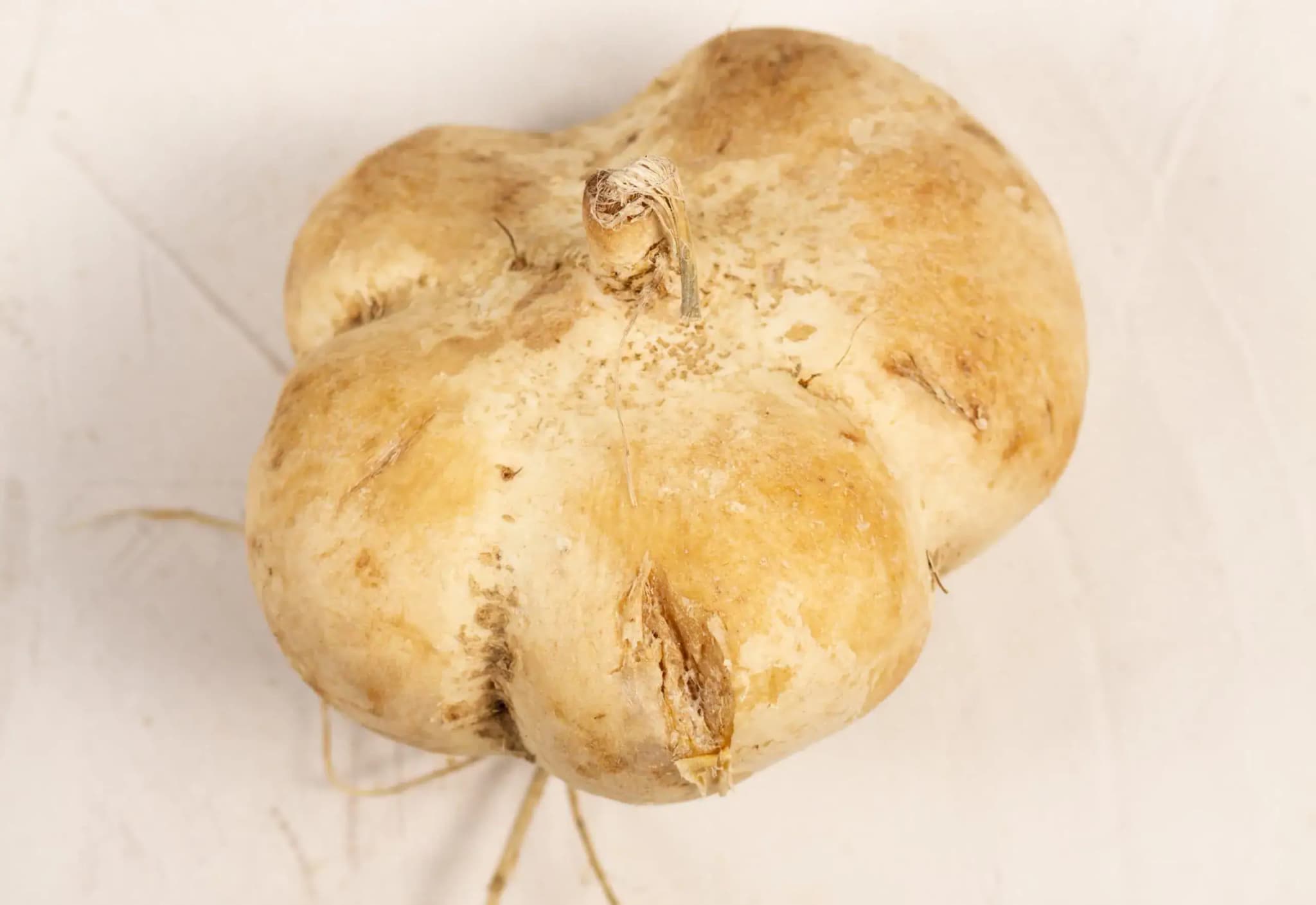 Peruánska maca - koreň