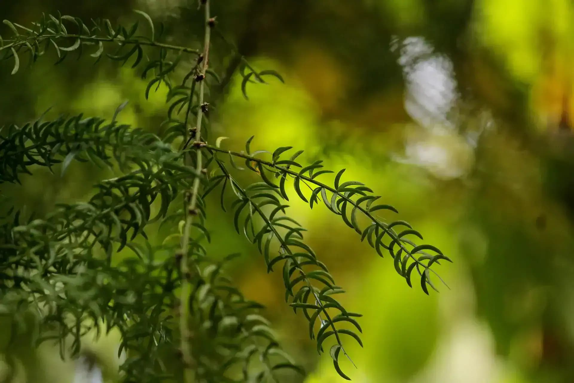 Shatavari rastlina