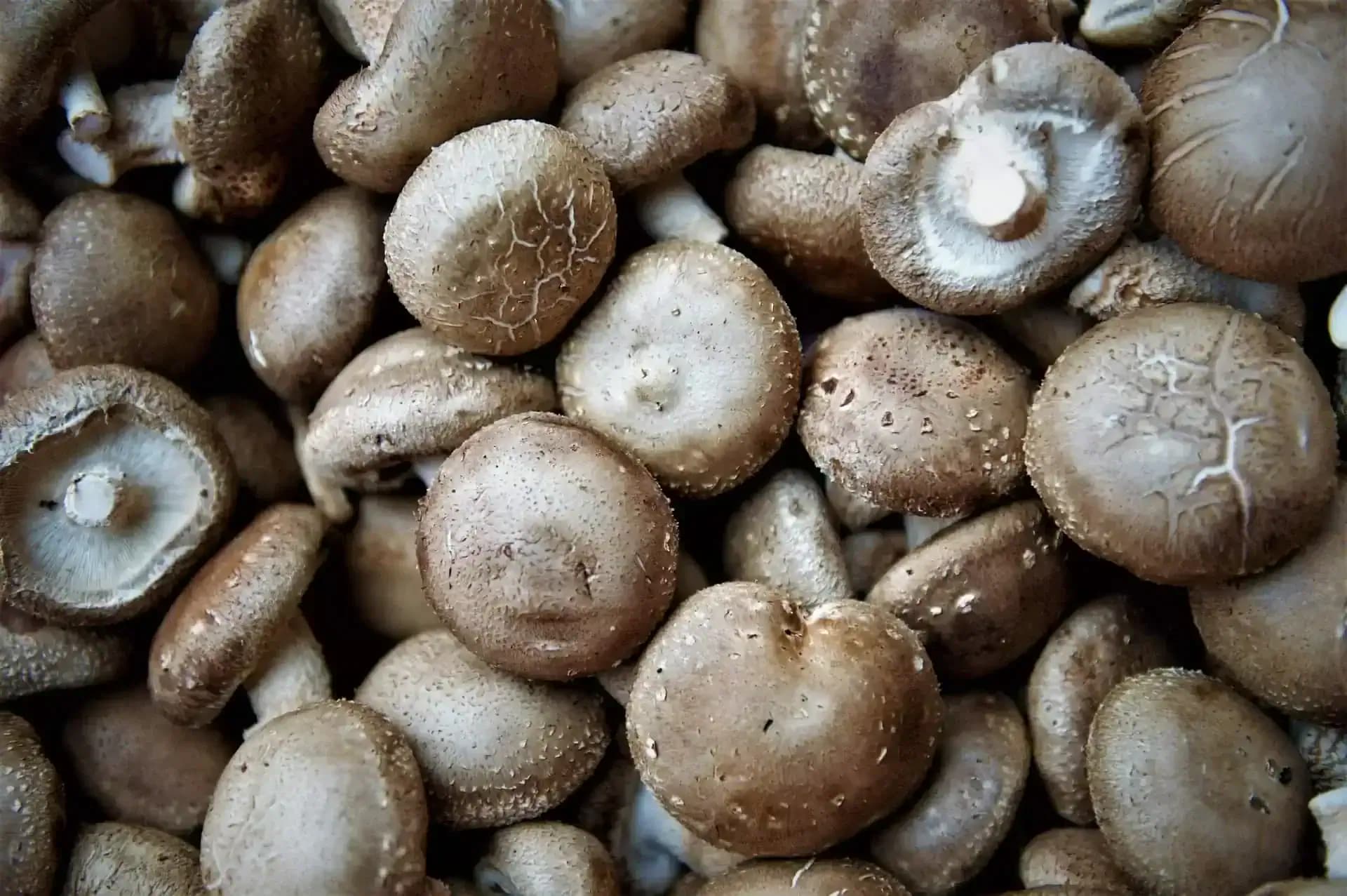 Huby shiitake