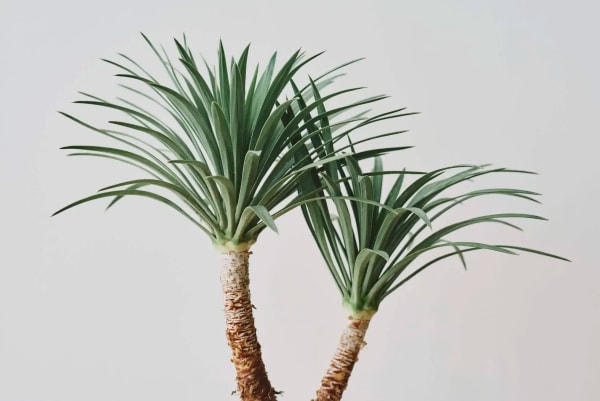 Yucca