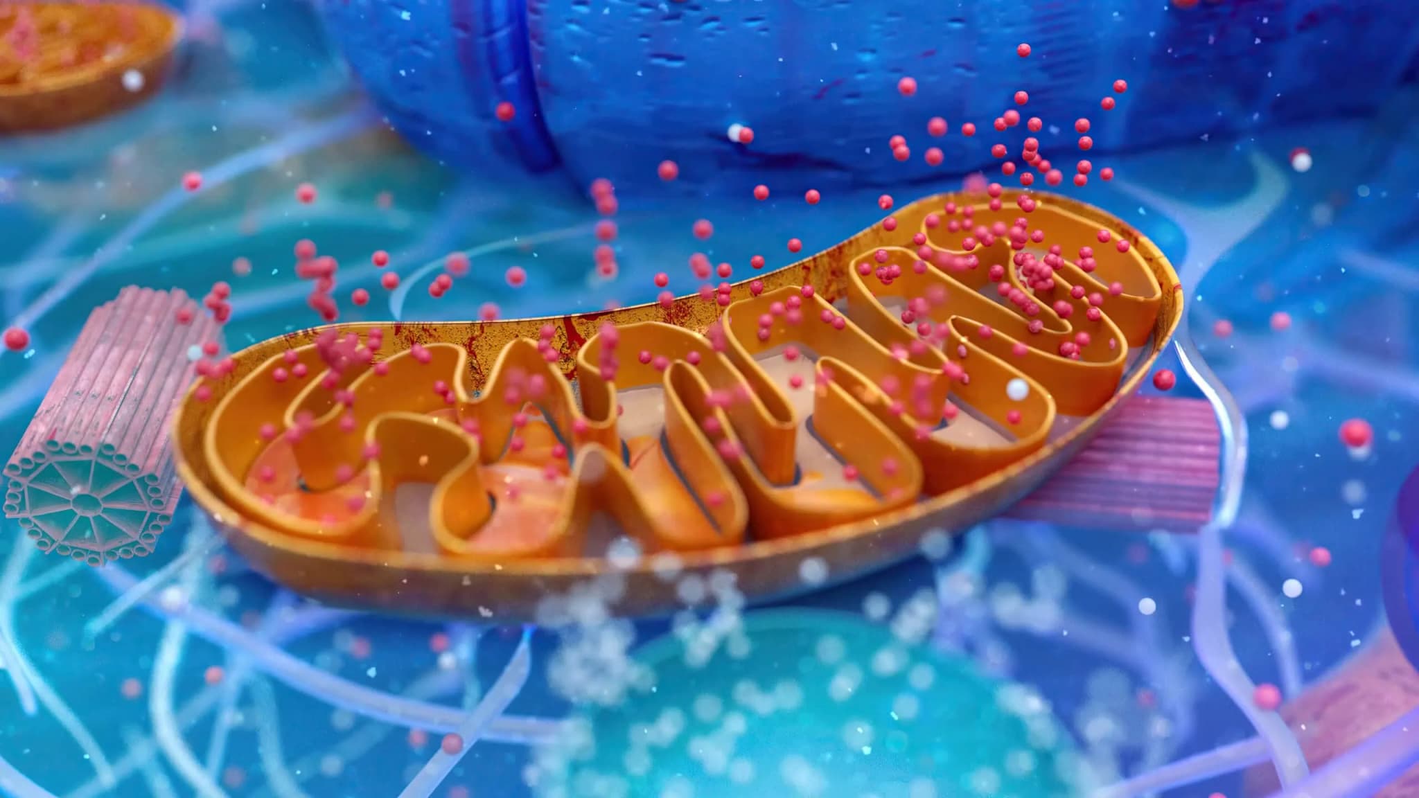 Mitochondrie