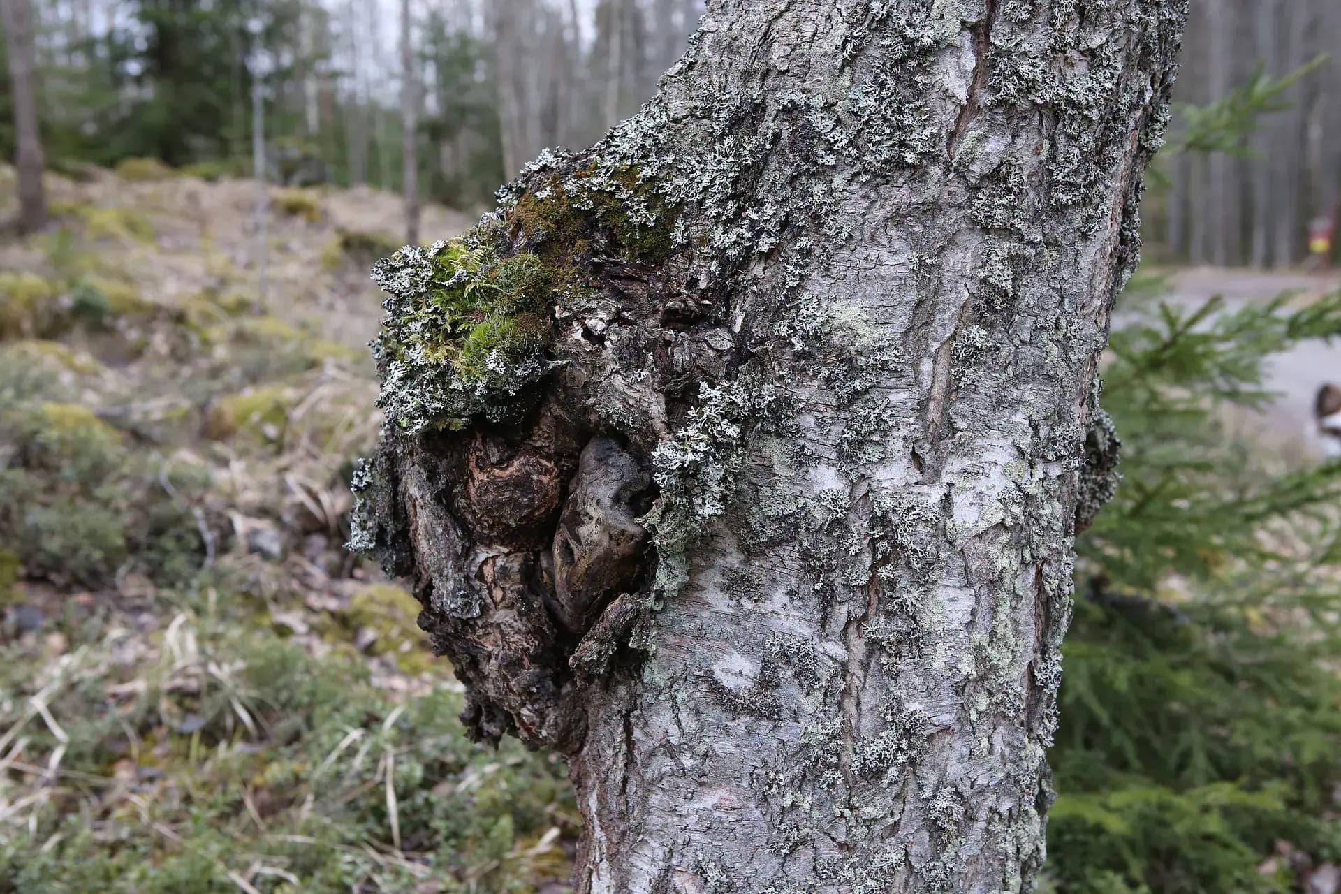 Čaga sibírska na strome