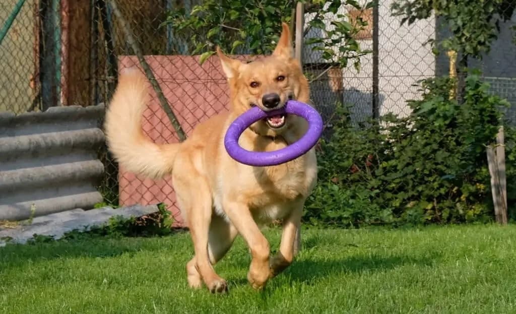 Cvičenie psa dog puller - online psia škola