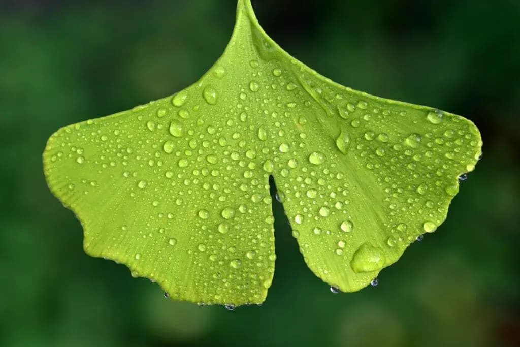 Gingko biloba listy