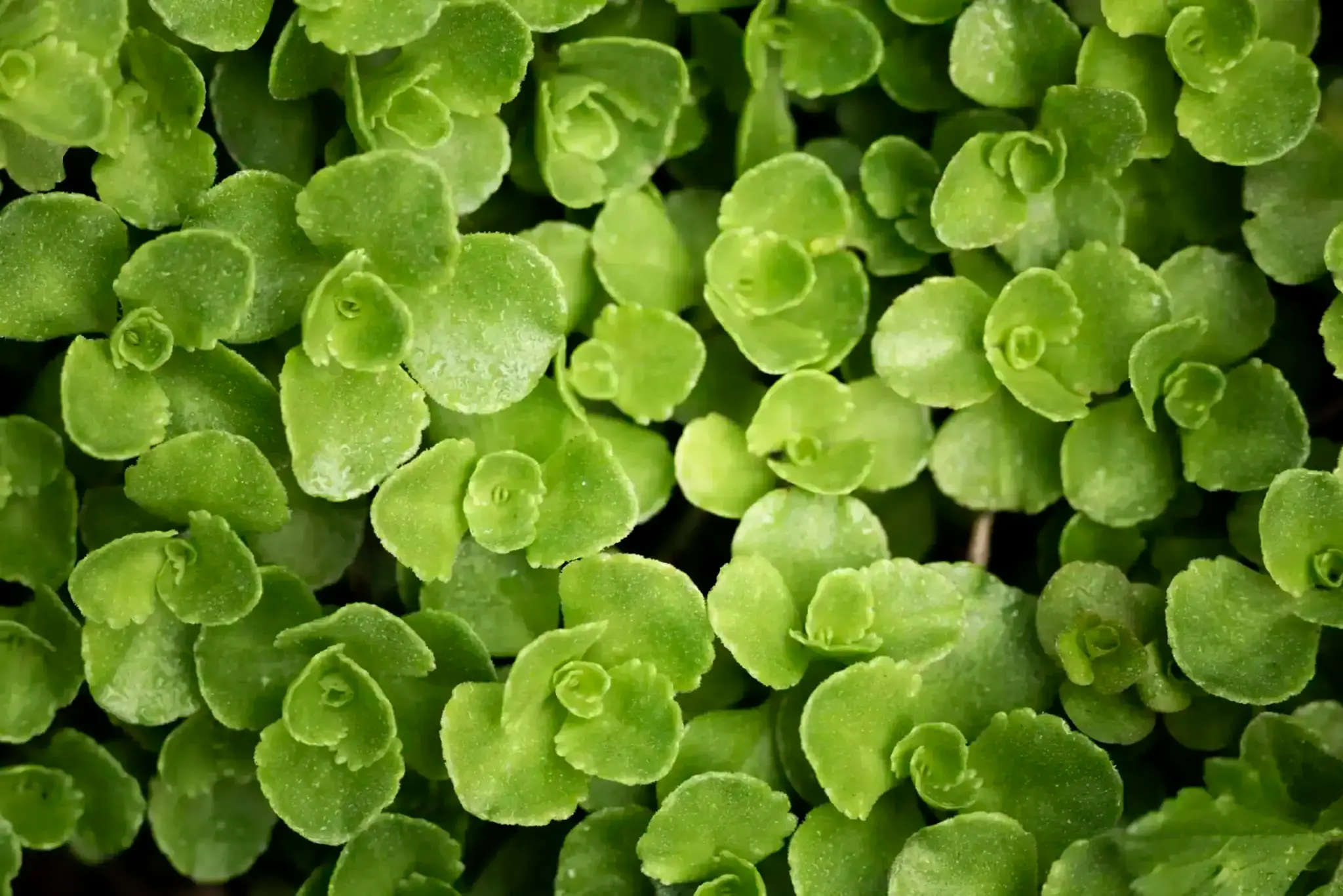 Gotu kola - rastlina