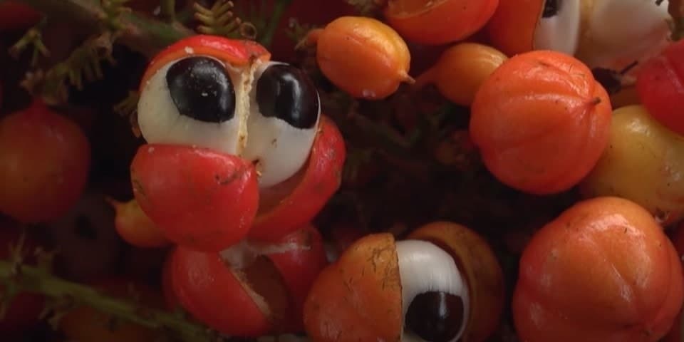 čaj na chudnutie – guarana