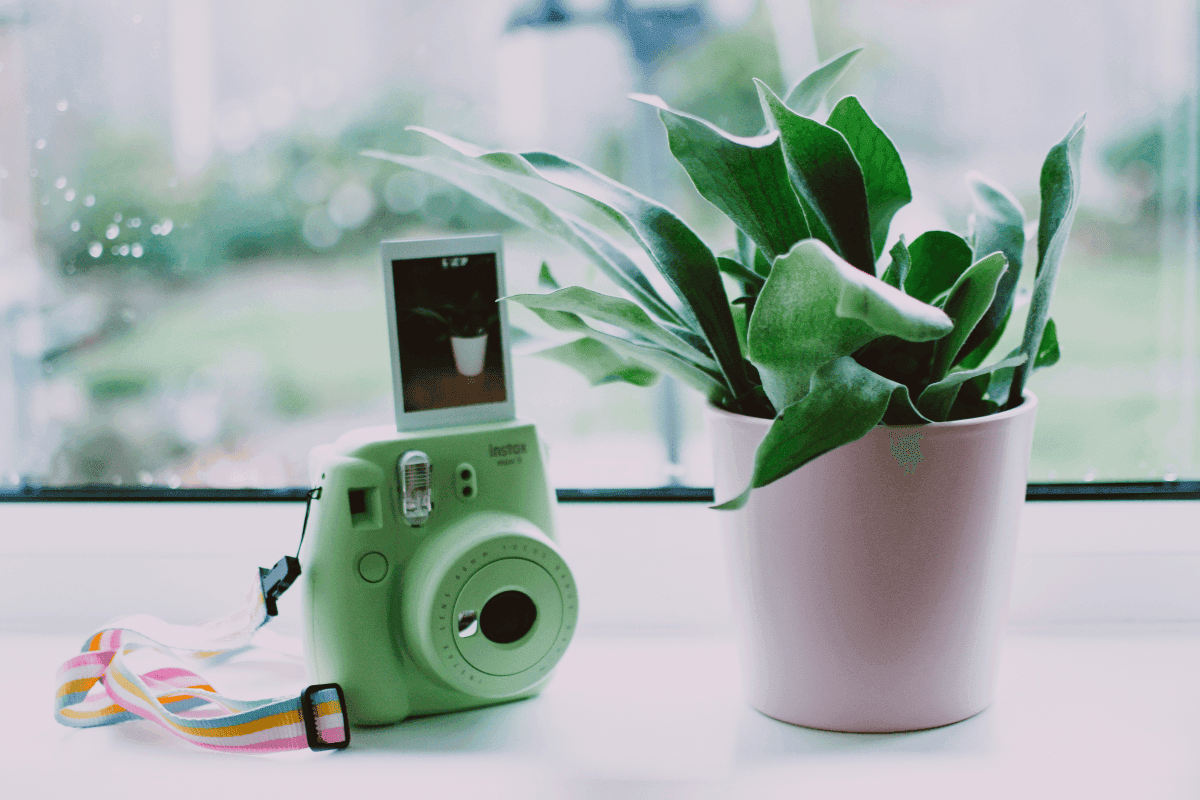najlepšie polaroidy zelená