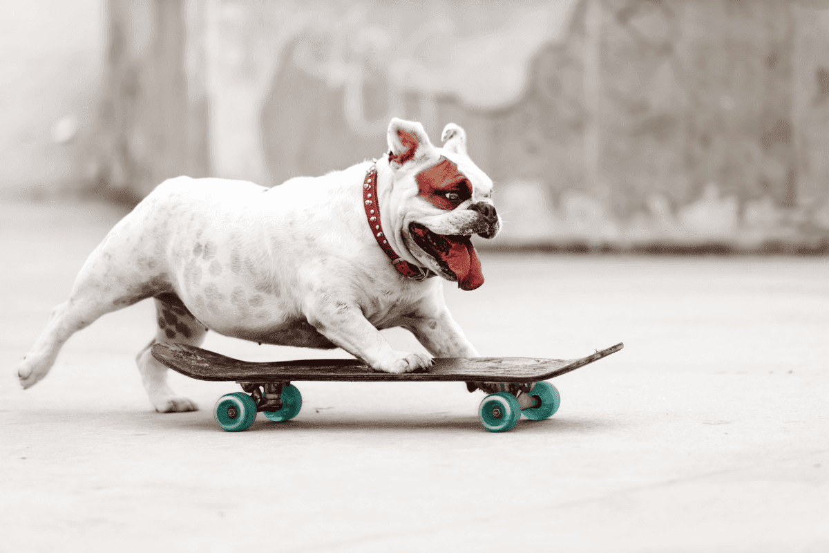 najlepšie skateboardy psik