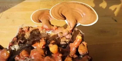 Produkty s hubou reishi 2026 – Porovnanie a tipy