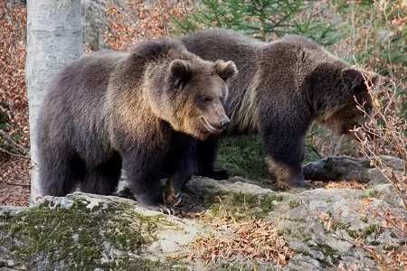 Pozorovanie medveďov